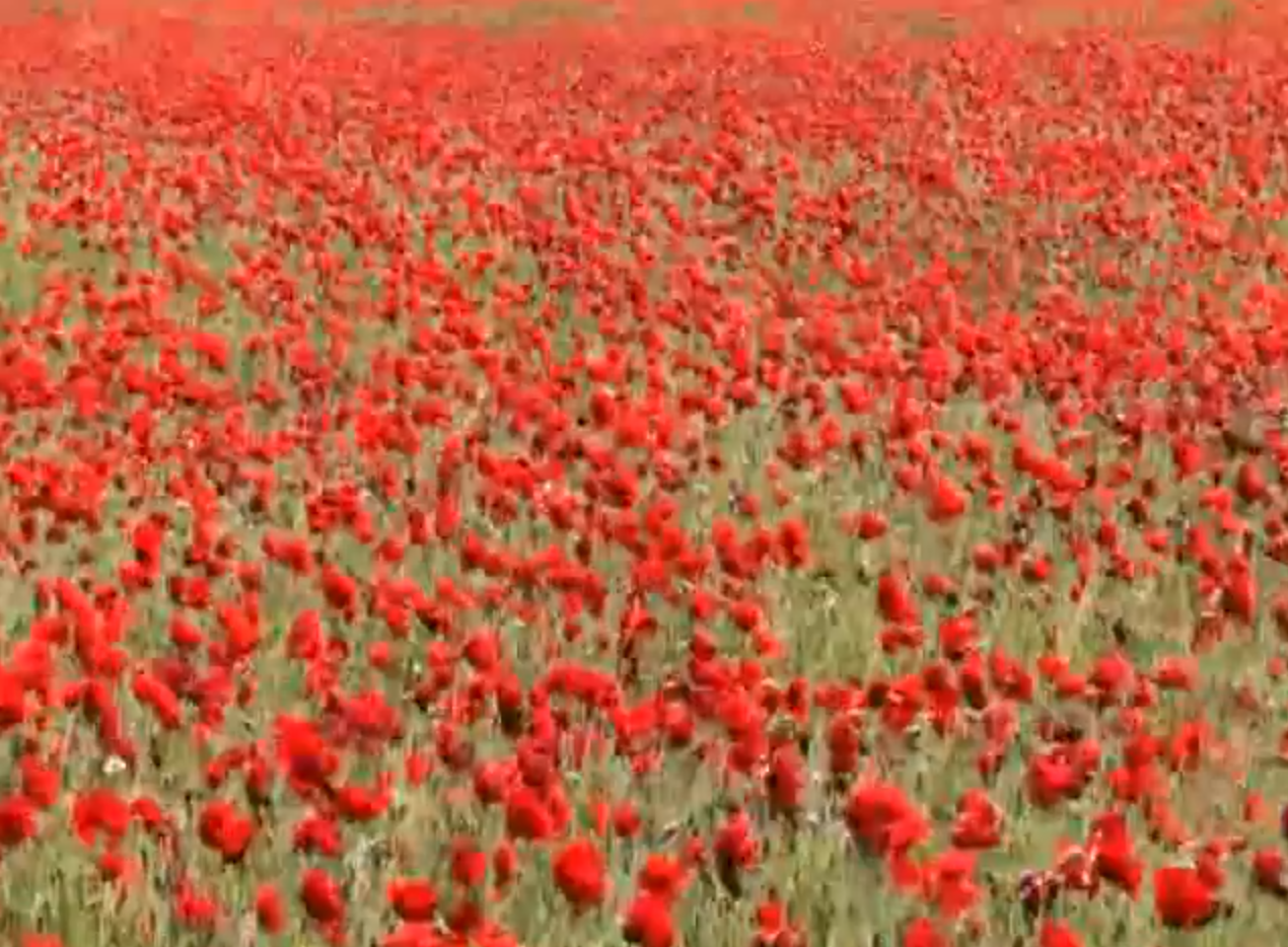 Campo primaveral en Villaviudas