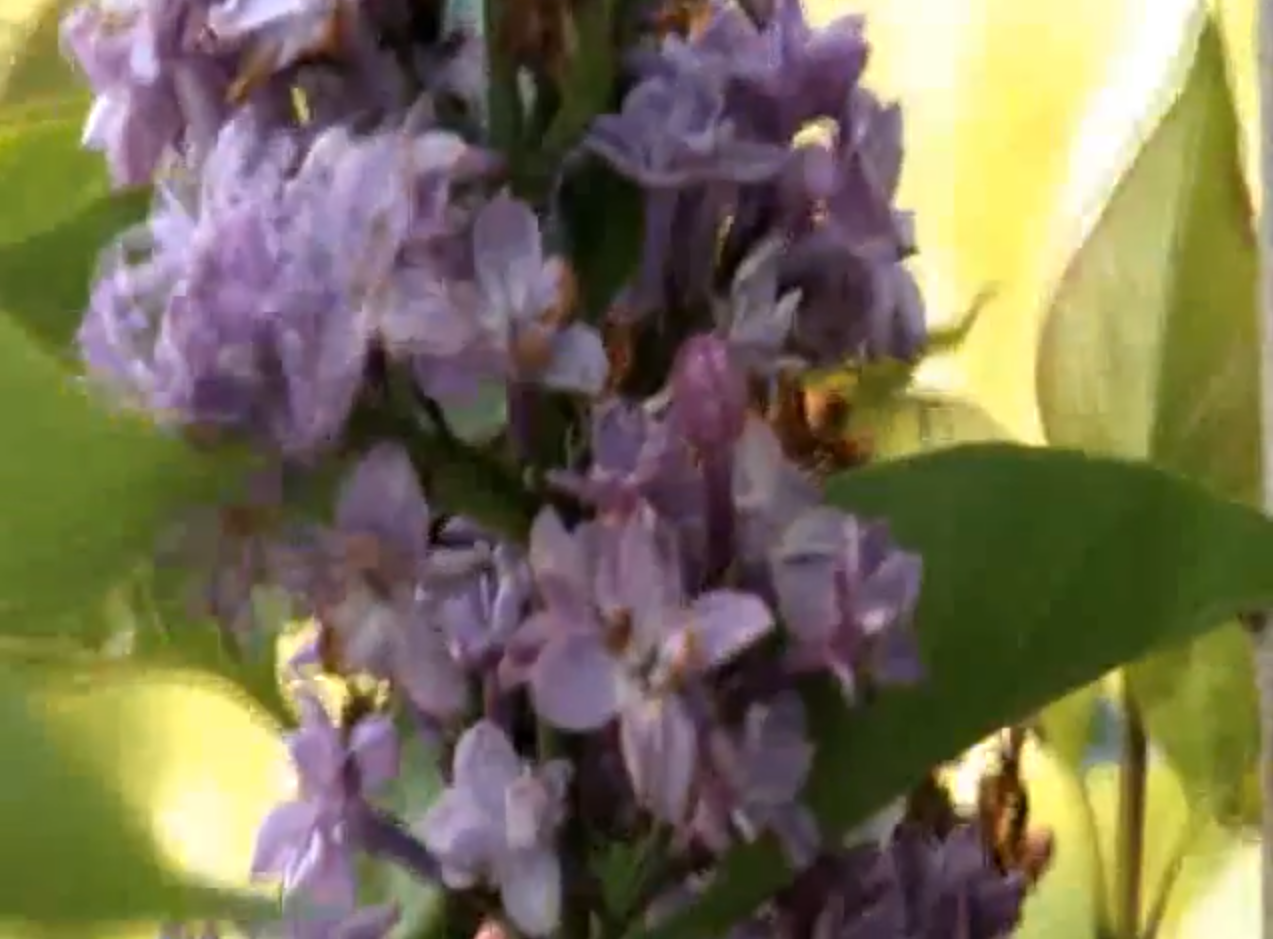 Lilas en primavera