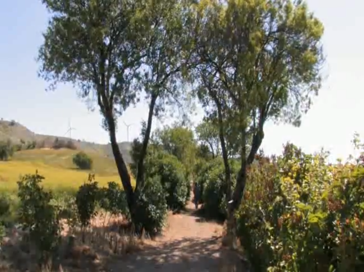 Paseo de las Lilas en la Dehesa de Tablada